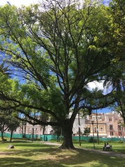 Fraxinus chinensis