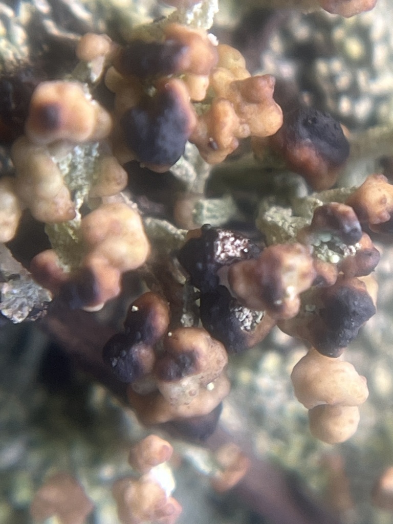 Abrothallus pezizicola