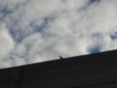 Larus argentatus