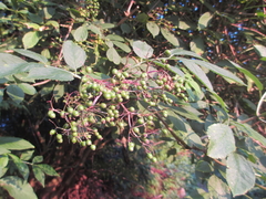 Sambucus nigra