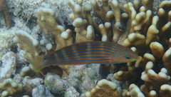 Halichoeres melanurus
