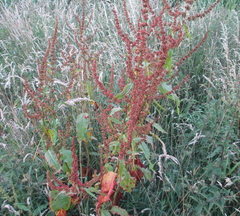 Rumex obtusifolius