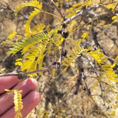 Prosopis velutina