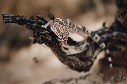 Texas Banded Gecko, Coleonyx brevis