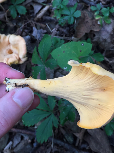 Smooth Chanterelle