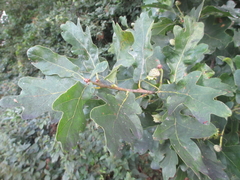 Quercus robur