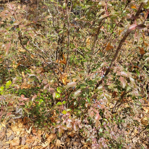 Image of Berberis wilcoxii by no rights reserved