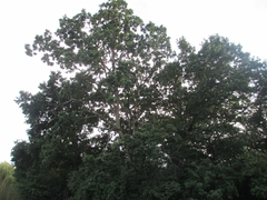 Quercus robur