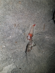 Clione limacina