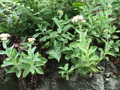 Hylotelephium telephioides