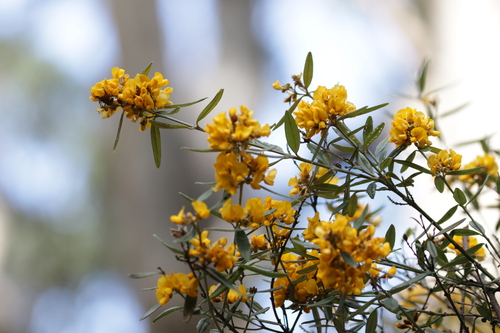 Image of Oxylobium arborescens by no rights reserved