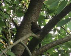 Turdus merula
