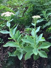 Hylotelephium telephioides