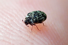 Anthrenus fuscus