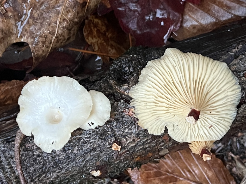 Neofavolus suavissimus