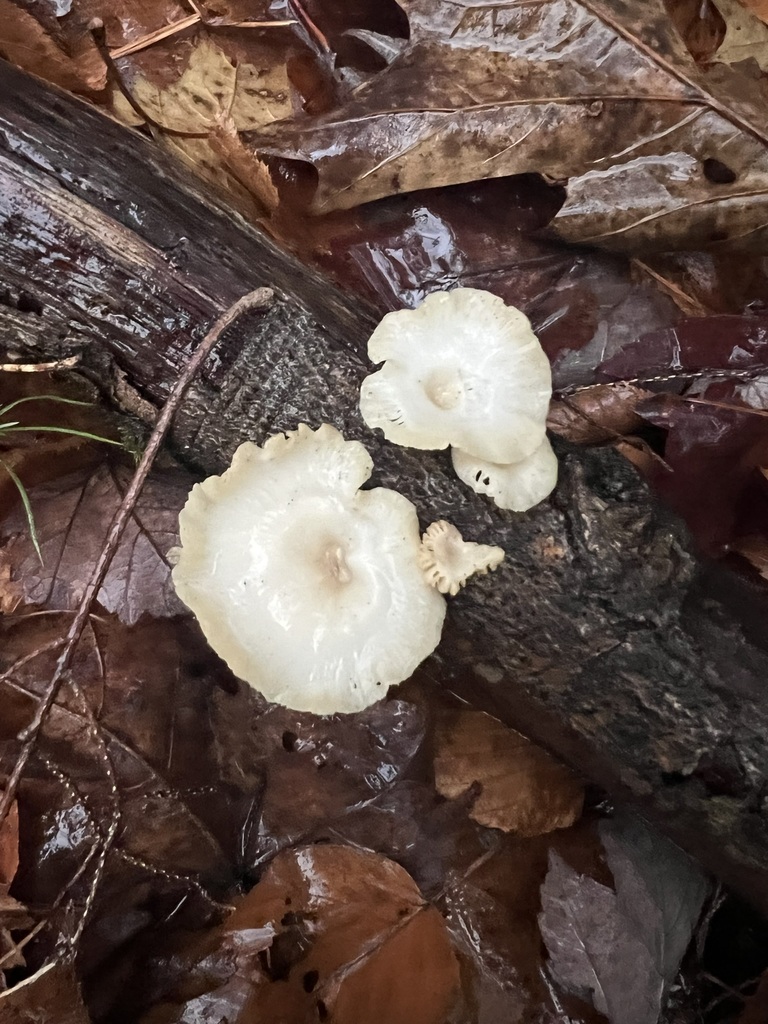 Neofavolus suavissimus