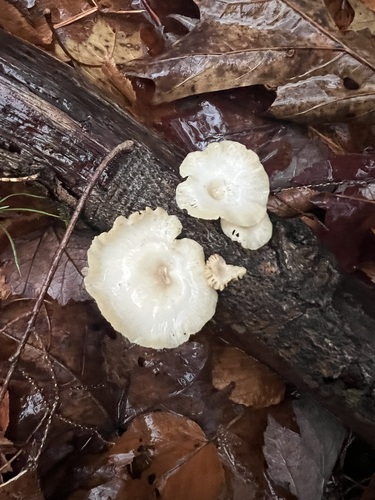 Neofavolus suavissimus