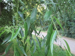Salix × sepulcralis