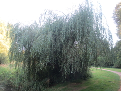 Salix × sepulcralis