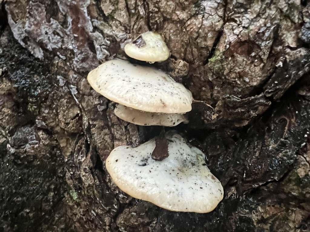 White Cheese Polypore