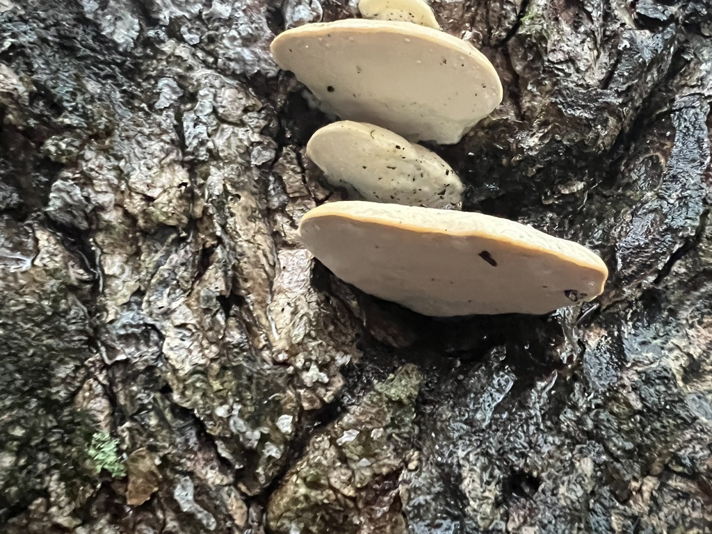 White Cheese Polypore