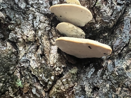 White Cheese Polypore