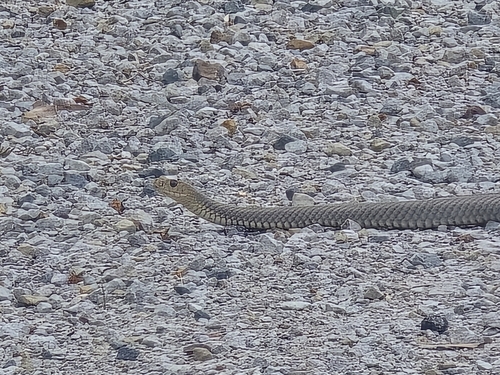 Eastern Brown Snake sighting