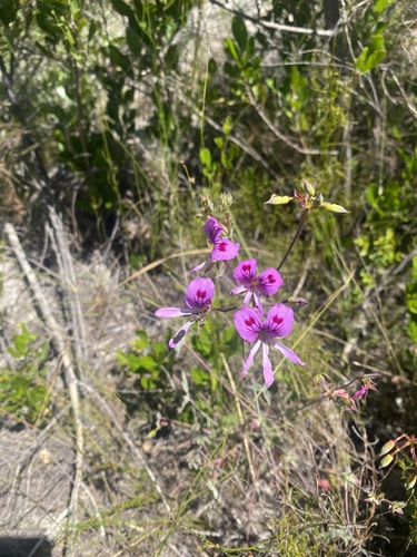 Pelargonium grandiflorum, photograph 4