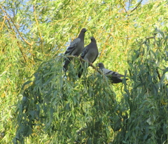 Columba livia domestica