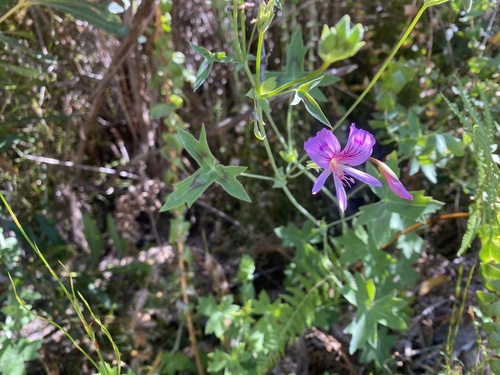 Image of Pelargonium Grandiflorum (Pelargonium grandiflorum) by (c) migsgreenworld, some rights reserved (CC BY)