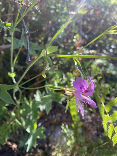 Pelargonium grandiflorum, photograph 2
