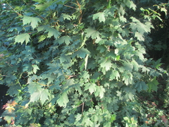 Acer platanoides