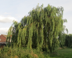 Salix × sepulcralis