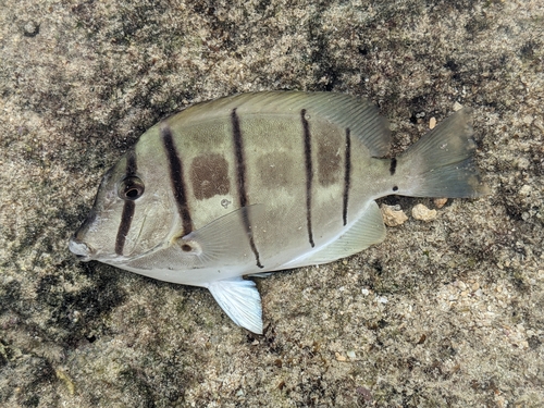 Convict Surgeonfish