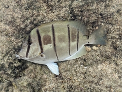 Convict Surgeonfish photo 3