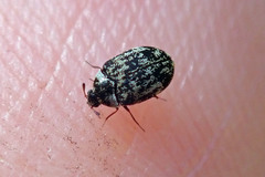 Anthrenus fuscus
