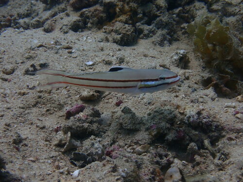 Railway sleeper goby (Valenciennea helsdingenii) — Gobiidae — 5