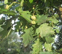 Quercus petraea