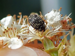 Anthrenus fuscus