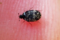 Anthrenus fuscus