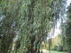 Salix × sepulcralis
