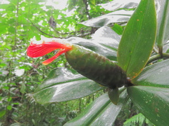 Costus laevis