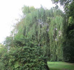 Salix × sepulcralis