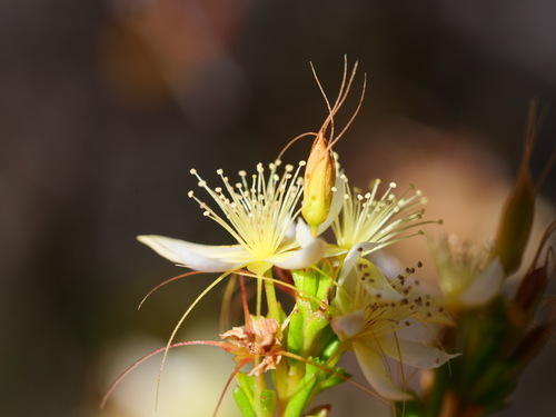 Calytrix asperula