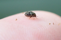 Anthrenus fuscus