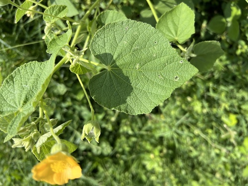 Image of Abutilon guineense by (c) Алёна Осипова, some rights reserved (CC BY)