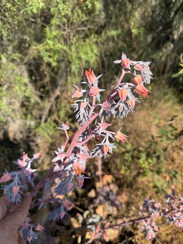 Echeveria gibbiflora