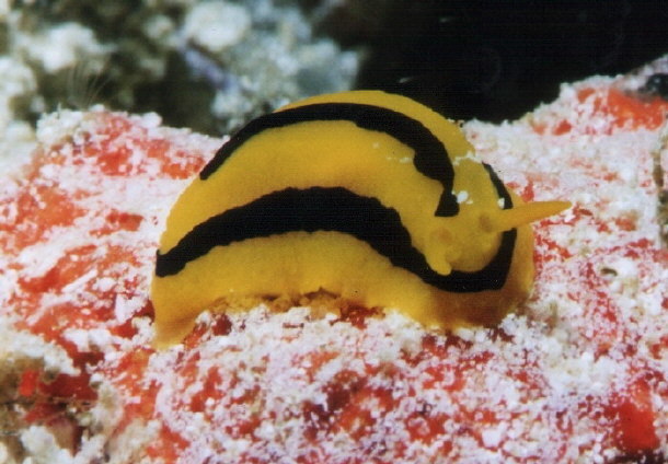 Phyllidia koehleri