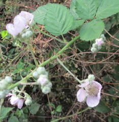 Rubus ulmifolius