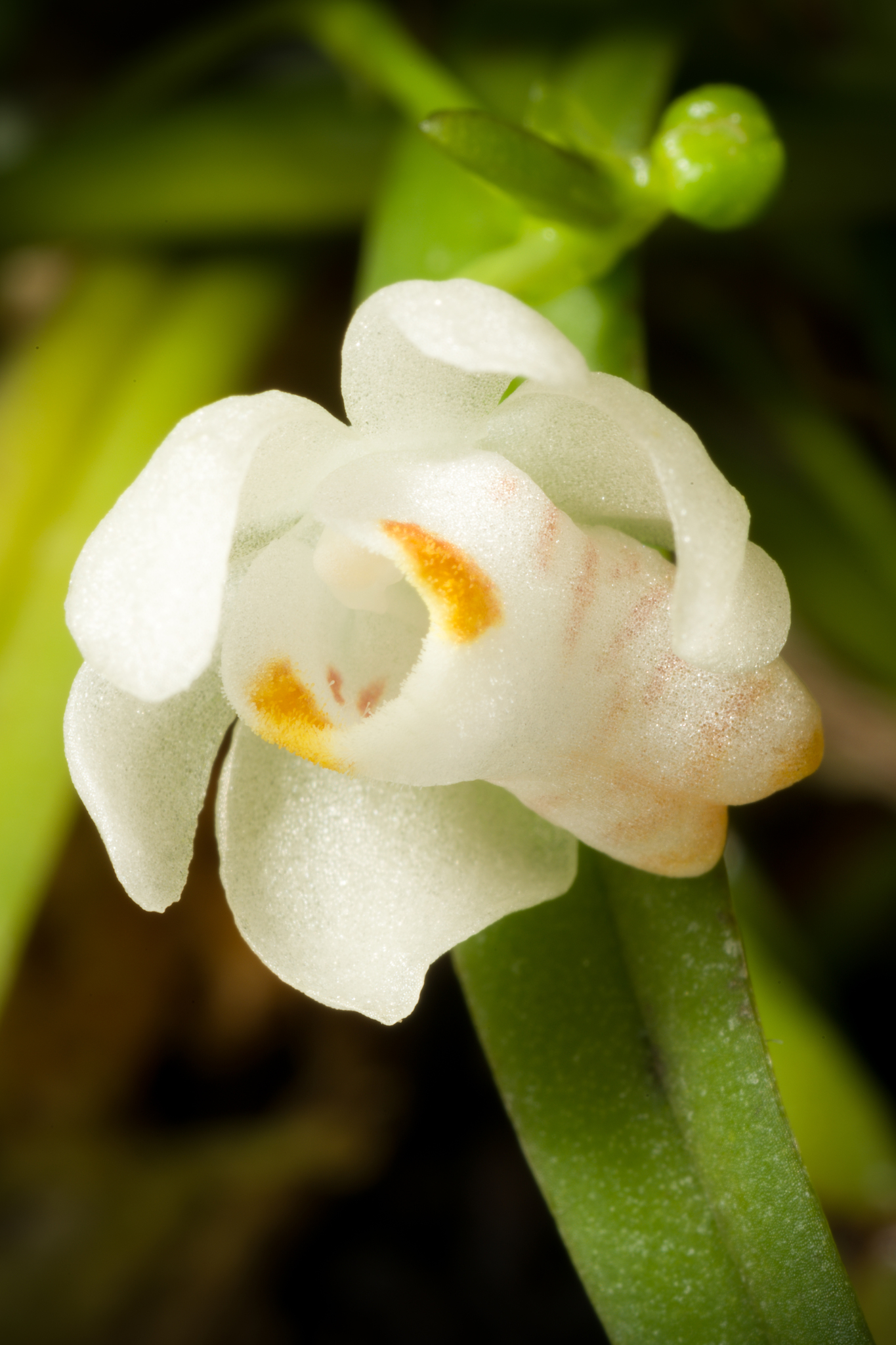 Pteroceras